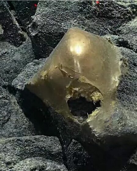 Les scientifiques déconcertés par la découverte d’un mystérieux « œuf d’or » lors d’une plongée en haute mer