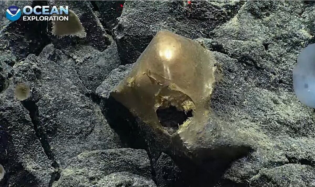 Les scientifiques déconcertés par la découverte d’un mystérieux « œuf d’or » lors d’une plongée en haute mer