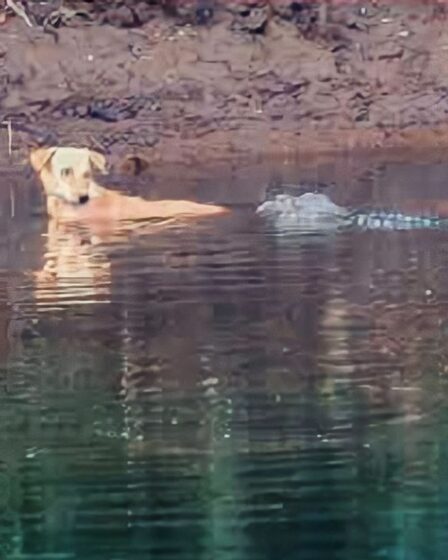 Moment bizarre : d'énormes crocodiles viennent à la rescousse d'un chien fuyant l'attaque d'une meute sauvage