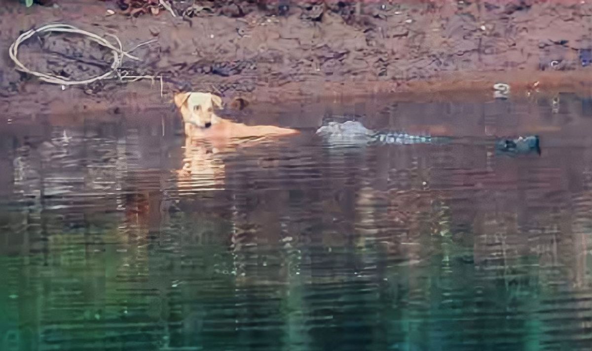 Moment bizarre : d'énormes crocodiles viennent à la rescousse d'un chien fuyant l'attaque d'une meute sauvage