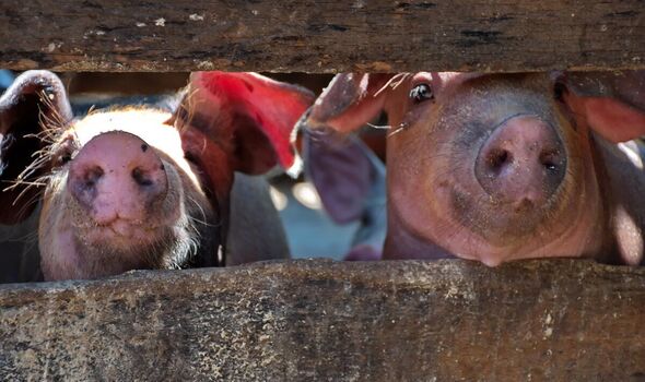 Porcs dans une ferme au Cambodge