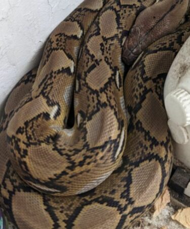 Une famille choquée après avoir trouvé un python « très fort » endormi sur la chaudière de la cuisine