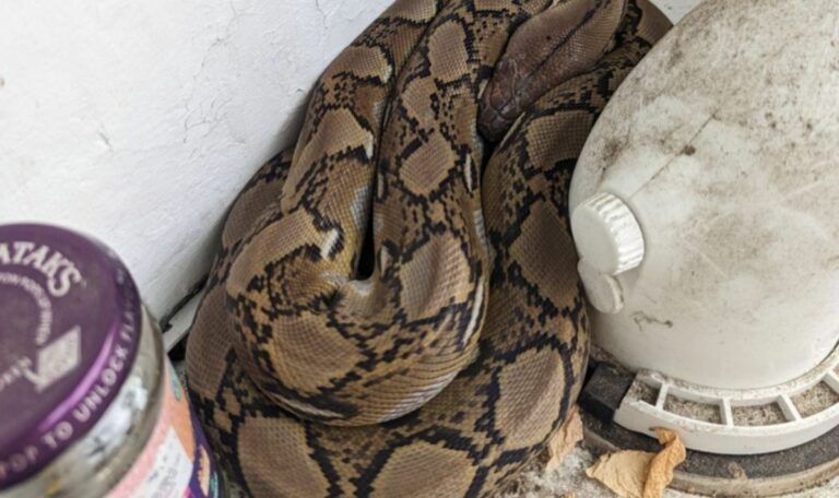 Une famille choquée après avoir trouvé un python « très fort » endormi