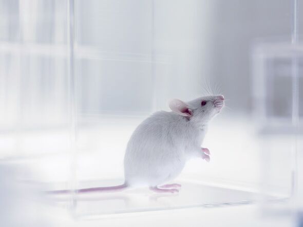 Une souris de laboratoire