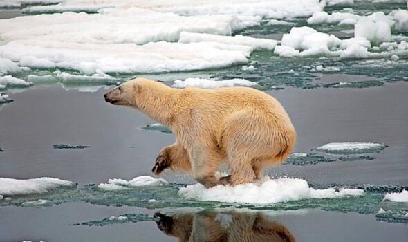 Un ours polaire mâle imposant