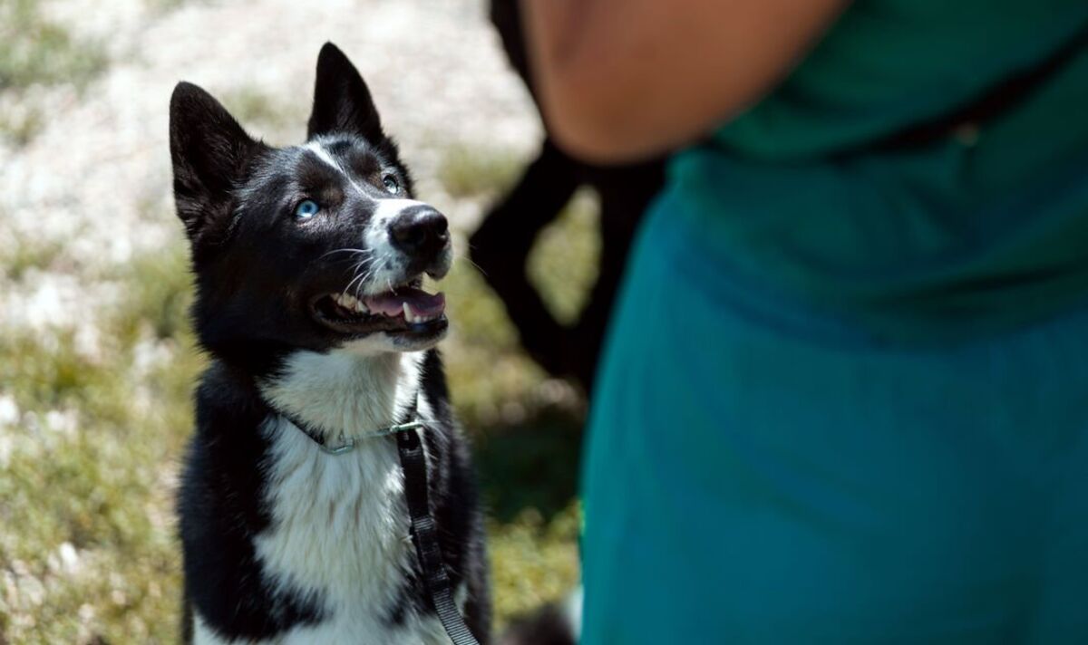 Comment des « dresseurs » voyous risquent la vie de nos animaux de compagnie bien-aimés