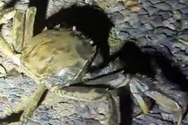 Craintes d'invasion de crabes chinois après la découverte d'une espèce dans une ville britannique – loin de la mer