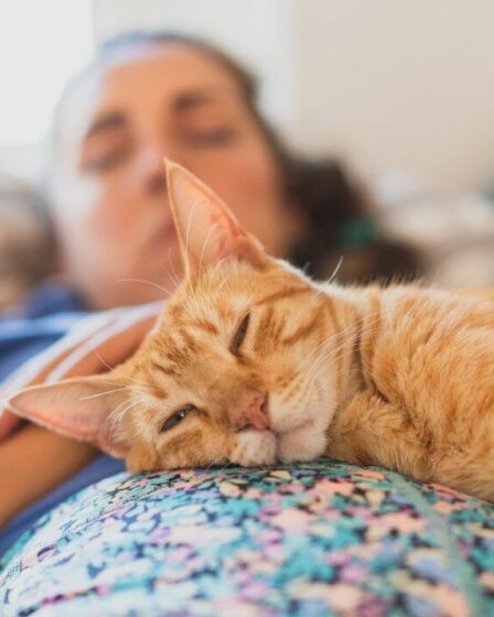 Des millions de propriétaires de chats préfèrent la compagnie de leur ami félin à celle de leur partenaire