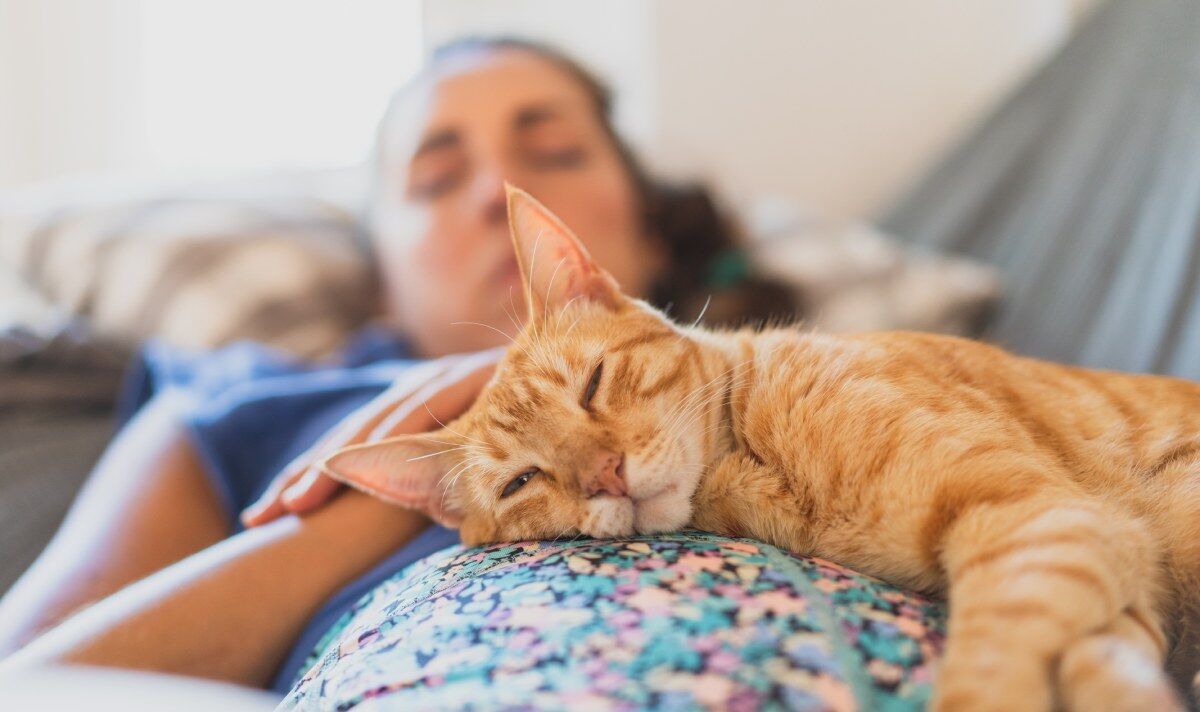 Des millions de propriétaires de chats préfèrent la compagnie de leur ami félin à celle de leur partenaire