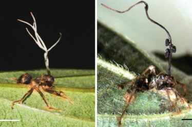 Deux nouvelles espèces de champignons qui transforment les fourmis en « zombies » découvertes en Chine