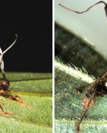Deux nouvelles espèces de champignons qui transforment les fourmis en « zombies » découvertes en Chine