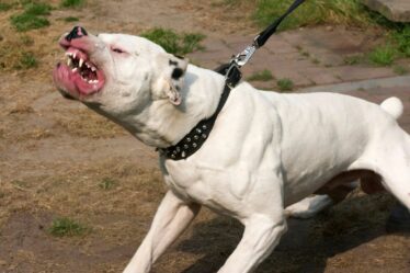 Horreur d'une attaque de chien alors que le féroce « XL Bully » attaque un policier dans le Leicestershire