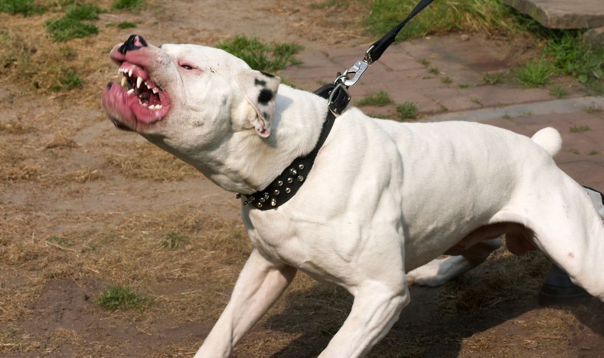 Horreur d'une attaque de chien alors que le féroce « XL Bully » attaque un policier dans le Leicestershire