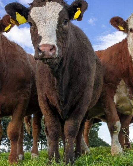 "Je suis un expert de la campagne : les Britanniques doivent faire attention aux vaches tueuses"