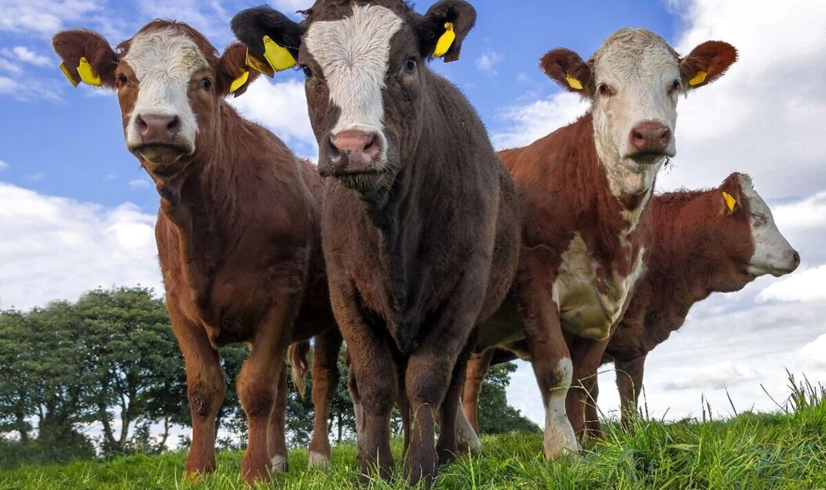 "Je suis un expert de la campagne : les Britanniques doivent faire attention aux vaches tueuses"