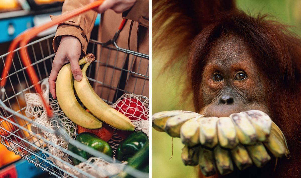 Les bananes sont au bord de l'extinction à cause d'un « champignon mortel », selon des scientifiques