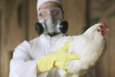 Les épidémies mortelles de grippe aviaire ne proviennent plus seulement d’Asie, révèle une analyse