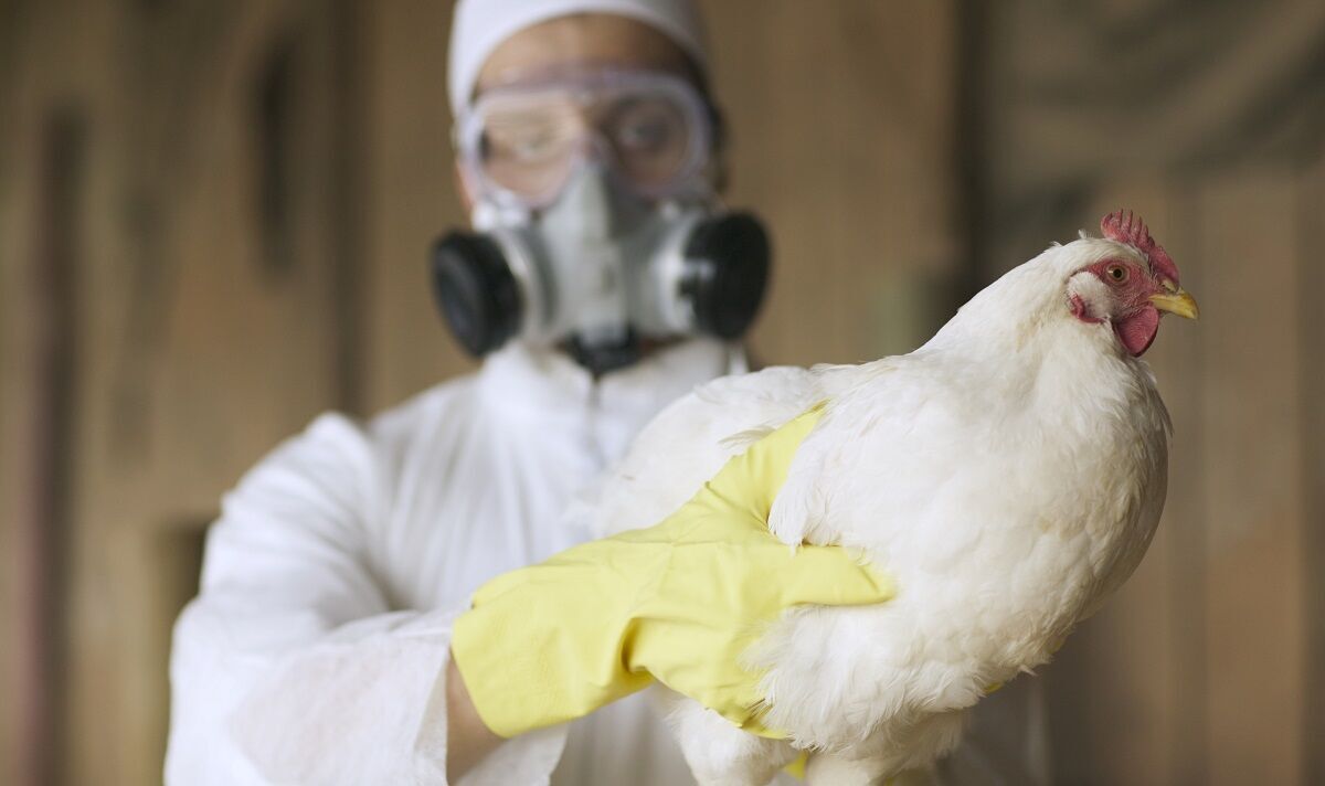 Les épidémies mortelles de grippe aviaire ne proviennent plus seulement d’Asie, révèle une analyse