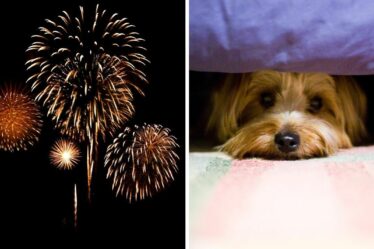 Meilleurs conseils aux propriétaires de chiens pour aider leurs animaux à faire face aux feux d'artifice « pénibles »