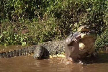 Moment terrifiant : un énorme crocodile mange un bébé hippopotame avec le cordon ombilical toujours attaché