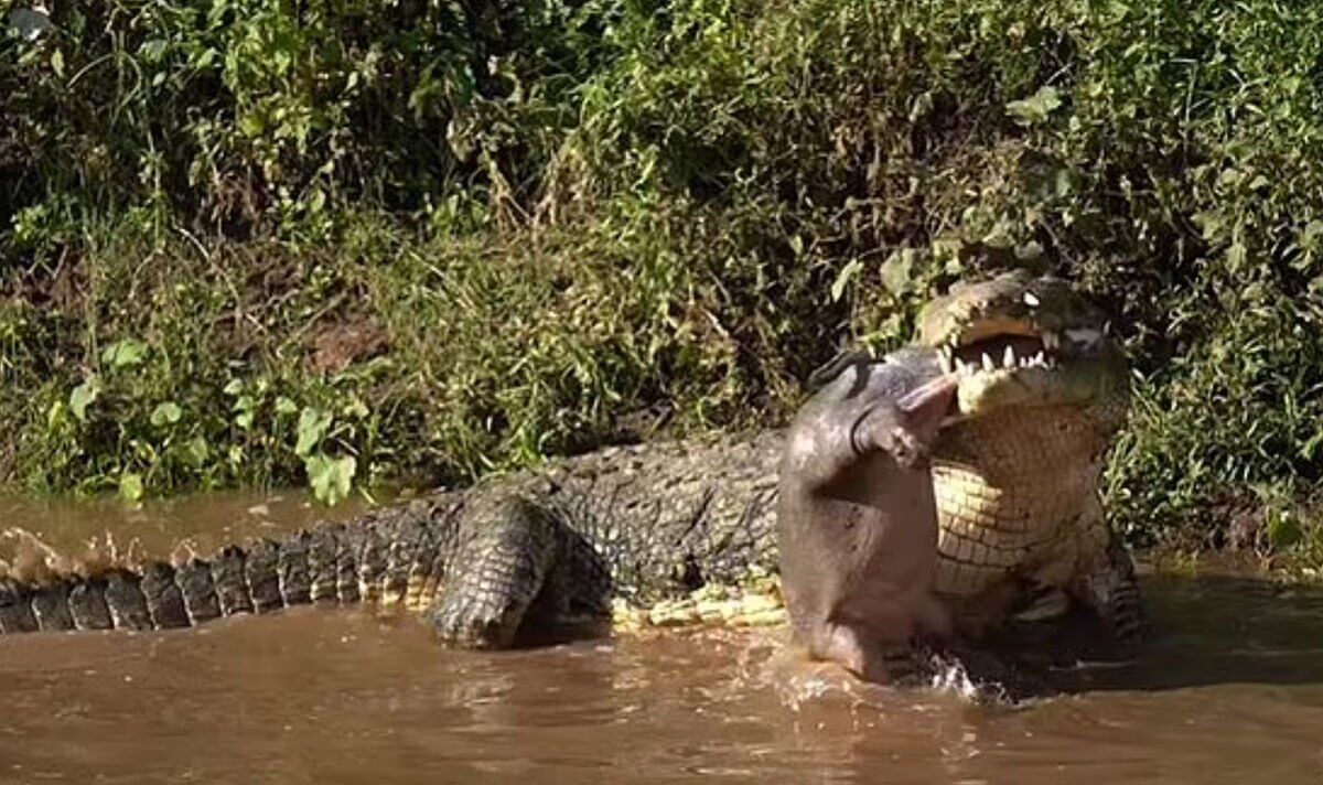 Moment terrifiant : un énorme crocodile mange un bébé hippopotame avec le cordon ombilical toujours attaché