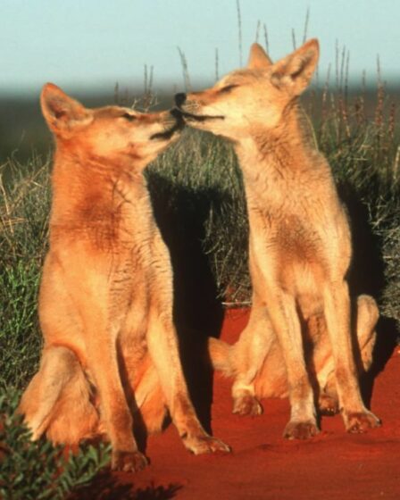 Parlez du meilleur ami de l’homme !  Les dingos avaient un statut « presque humain » dans l’Australie précoloniale