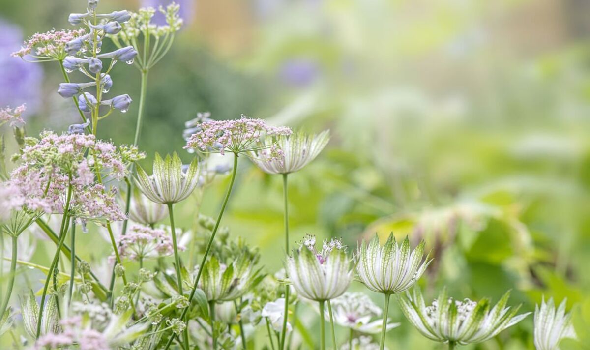 Près de la moitié des plantes à fleurs risquent de disparaître à cause de la crise climatique