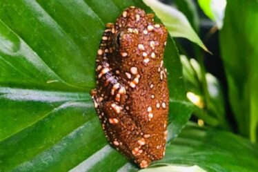 Rencontrez la jeune grenouille avec une approche dégoûtante du camouflage : elle imite les crottes d'animaux