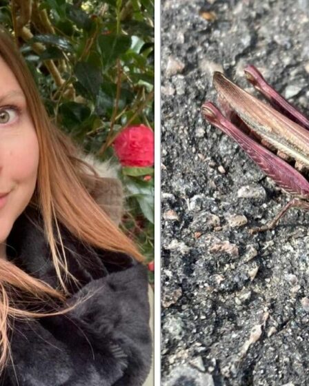 Une femme choquée aperçoit une sauterelle ROSE très rare – après l'avoir confondue avec une chenille