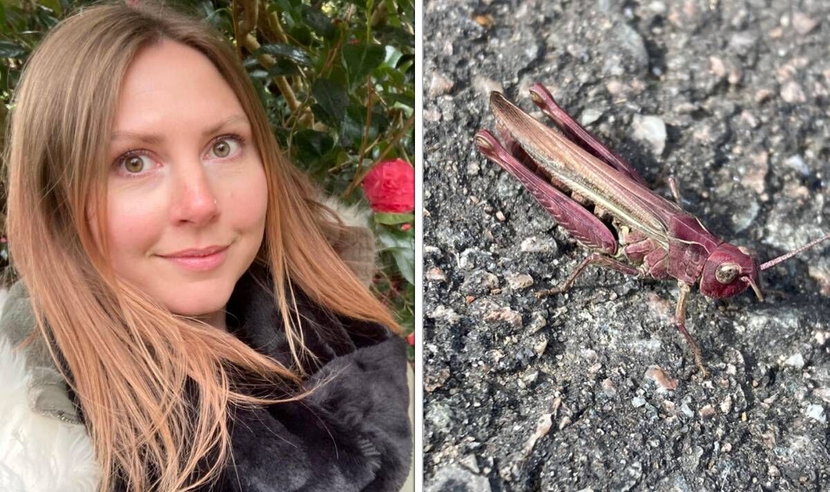 Une femme choquée aperçoit une sauterelle ROSE très rare – après l'avoir confondue avec une chenille
