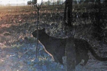 Une photo de Trail-Cam montre un « gros chat » traquant la Grande-Bretagne – ce qui pourrait être un « pumapard » rare