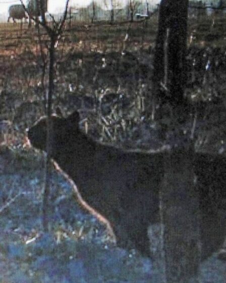 Une photo de Trail-Cam montre un « gros chat » traquant la Grande-Bretagne – ce qui pourrait être un « pumapard » rare