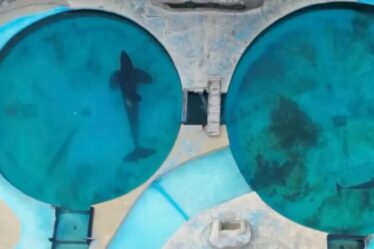 Vidéo « horrible » et « déchirante » de l'orque la plus solitaire du monde coincée dans une petite piscine