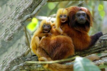 Mission pour sauver les singes dorés : les petits primates orange bien-aimés sont menacés