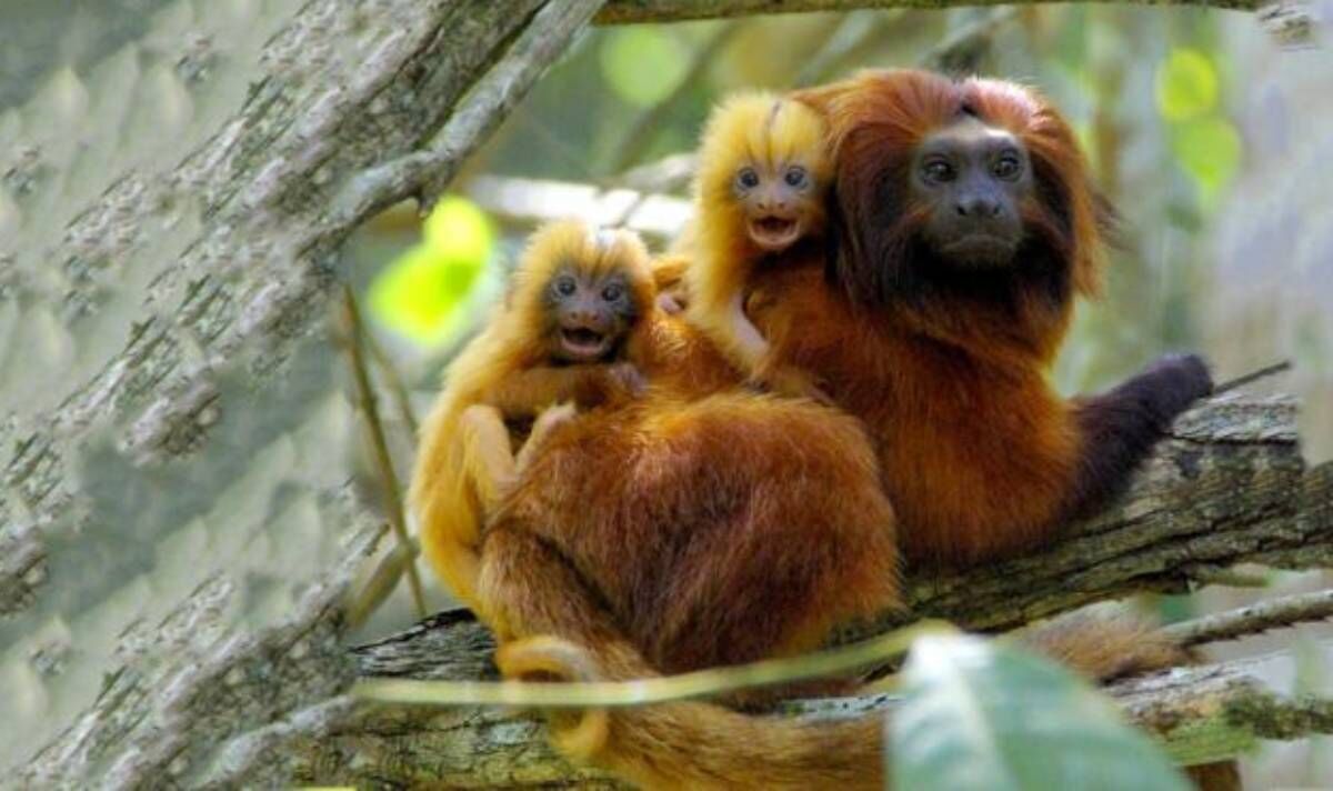 Mission pour sauver les singes dorés : les petits primates orange bien-aimés sont menacés