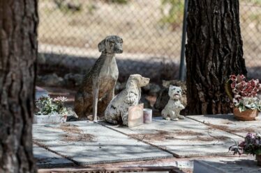 À l'intérieur du « plus grand cimetière d'animaux de compagnie au monde » abritant les restes de 8 500 animaux bien-aimés