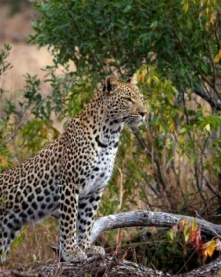 La toute nouvelle chaîne de télévision WildEarth capture magnifiquement les animaux majestueux d'Afrique du Sud