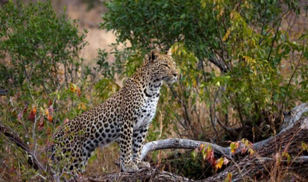 La toute nouvelle chaîne de télévision WildEarth capture magnifiquement les animaux majestueux d'Afrique du Sud