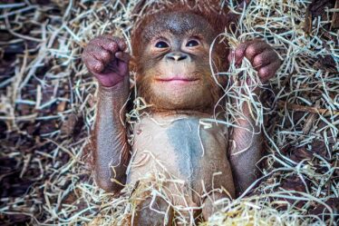 Le zoo de Blackpool célèbre le nom de Jarang, un bébé orang-outan rare né là-bas en juin.