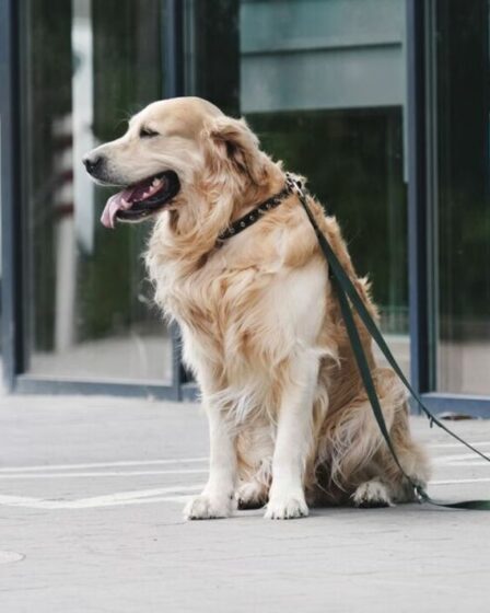 Les propriétaires de chiens pourront tester leurs animaux pour détecter les premiers signes de cancer