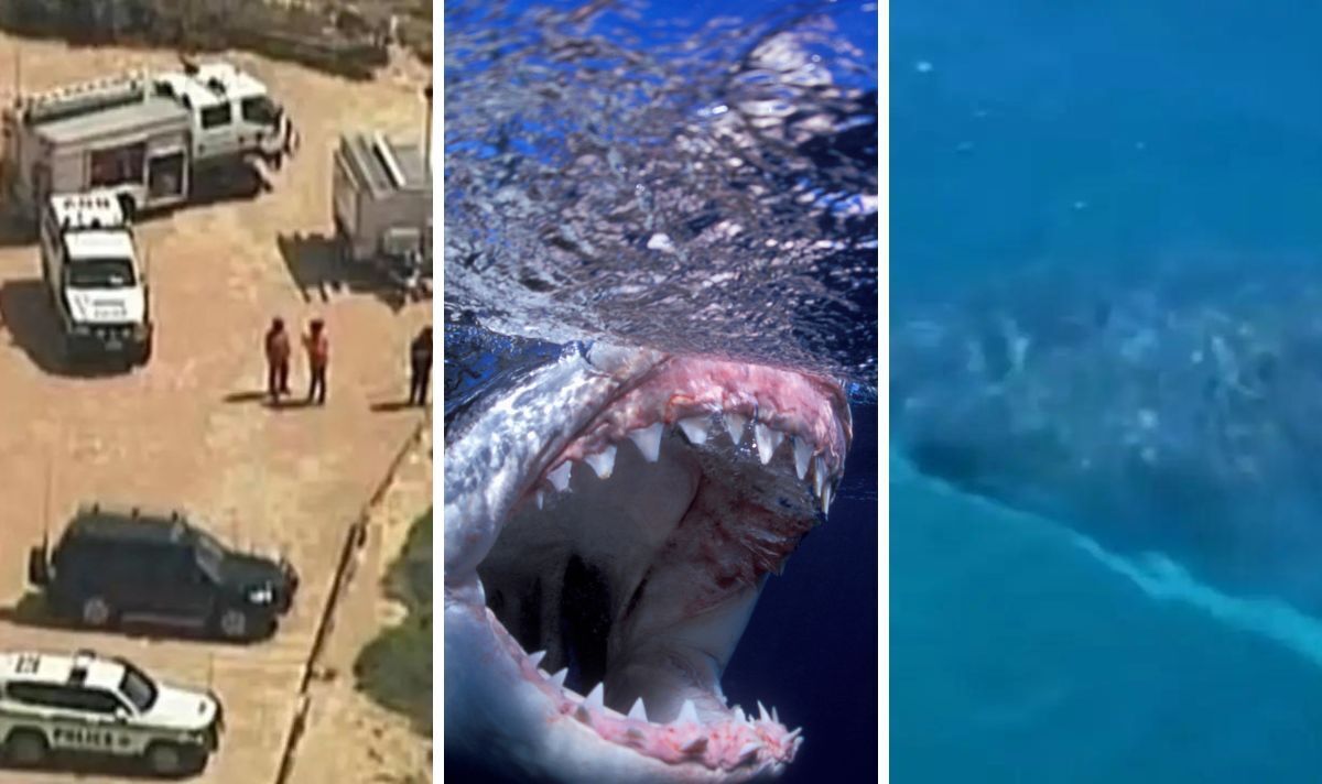Un surfeur craint la mort après avoir été « traîné et mutilé » par un grand requin blanc de 14 pieds