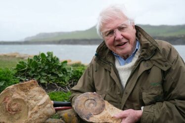 David Attenborough brise le silence sur l'incroyable découverte du crâne d'un énorme monstre marin