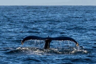 La « conversation de 20 minutes » des scientifiques avec une baleine pourrait ouvrir la voie à une communication extraterrestre