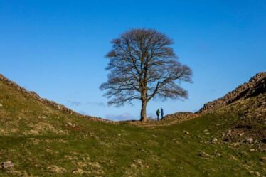 L'arbre Sycamore Gap détruit pourrait être restauré, selon le National Trust