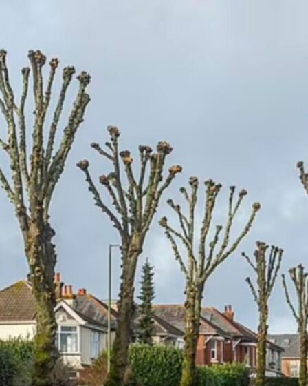 Le conseil « massacre » plus de 50 arbres en sciant la cime le long d'une rue résidentielle intelligente
