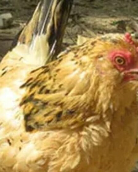 Le plus vieux poulet du monde – nommé Peanut – décède à l'âge de 21 ans