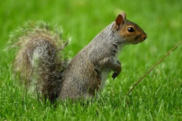 Les écureuils gris qualifiés de « menace » pour la nature au Royaume-Uni, préviennent les experts verts