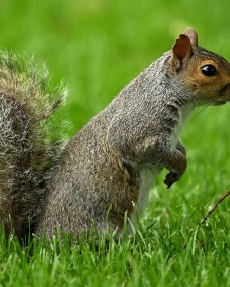 Les écureuils gris qualifiés de « menace » pour la nature au Royaume-Uni, préviennent les experts verts