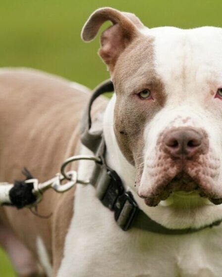 Les propriétaires de XL Bully demandent de la « clarté » alors que le principal vétérinaire émet un avertissement concernant le « casier judiciaire »