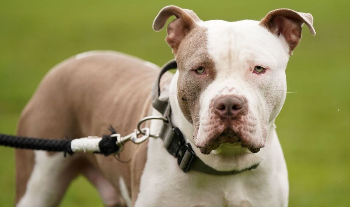 Les propriétaires de XL Bully demandent de la « clarté » alors que le principal vétérinaire émet un avertissement concernant le « casier judiciaire »